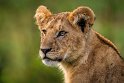 031 Masai Mara, leeuw